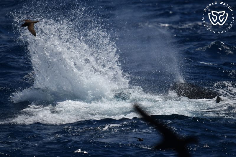 Whale Watch Western Australia