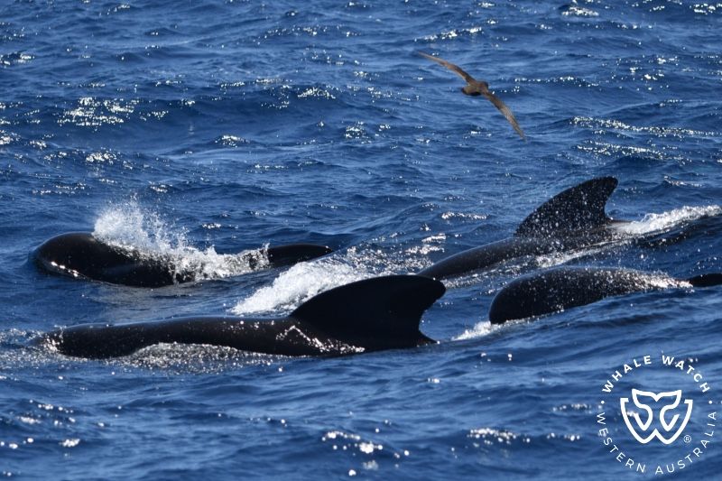 Whale Watch Western Australia