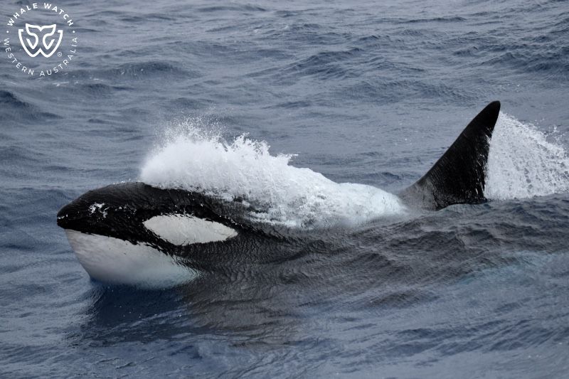 Whale Watch Western Australia
