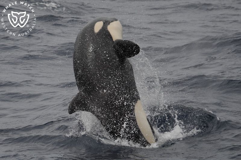 Whale Watch Western Australia