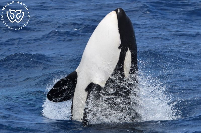 Whale Watch Western Australia