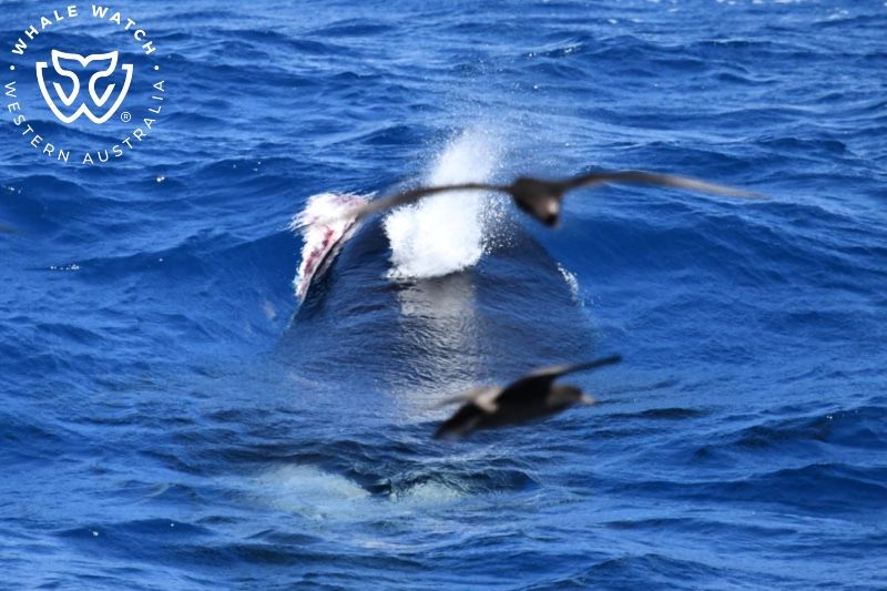 Whale Watch Western Australia