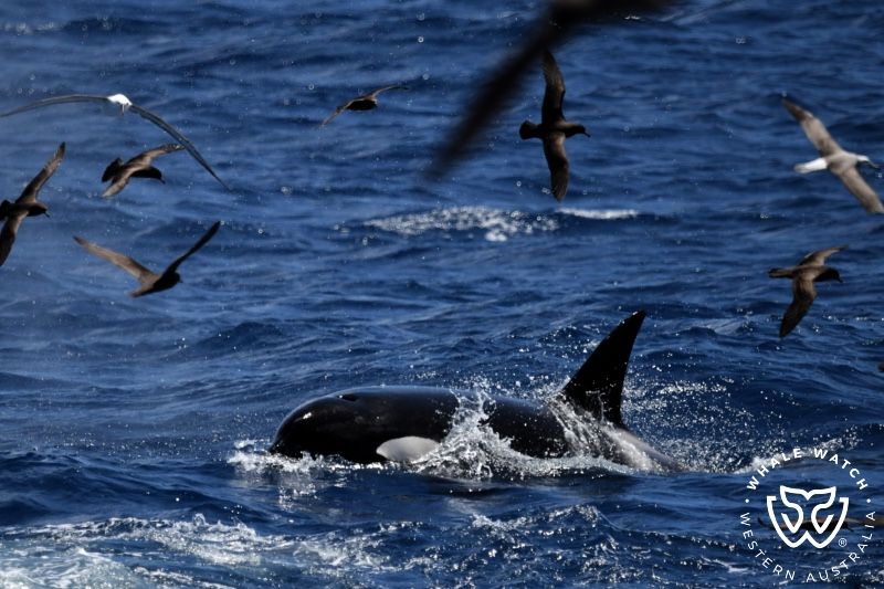 Whale Watch Western Australia