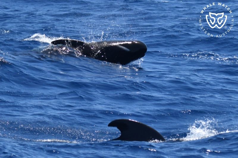 Whale Watch Western Australia