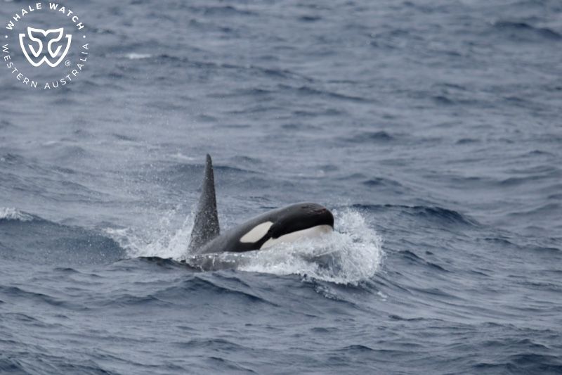 Whale Watch Western Australia