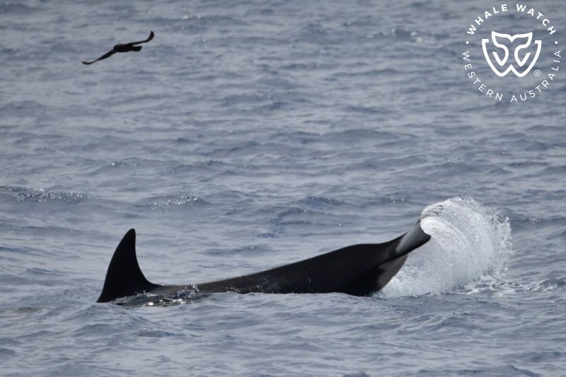 Whale Watch Western Australia