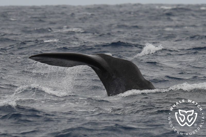 Whale Watch Western Australia