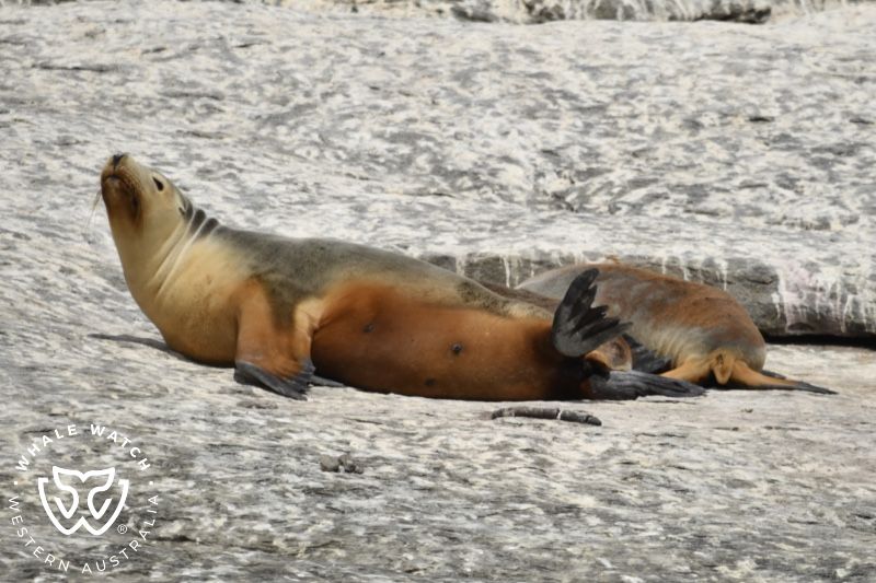 Whale Watch Western Australia