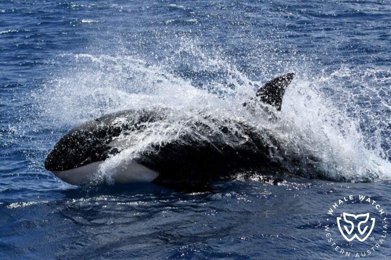 Whale Watch Western Australia