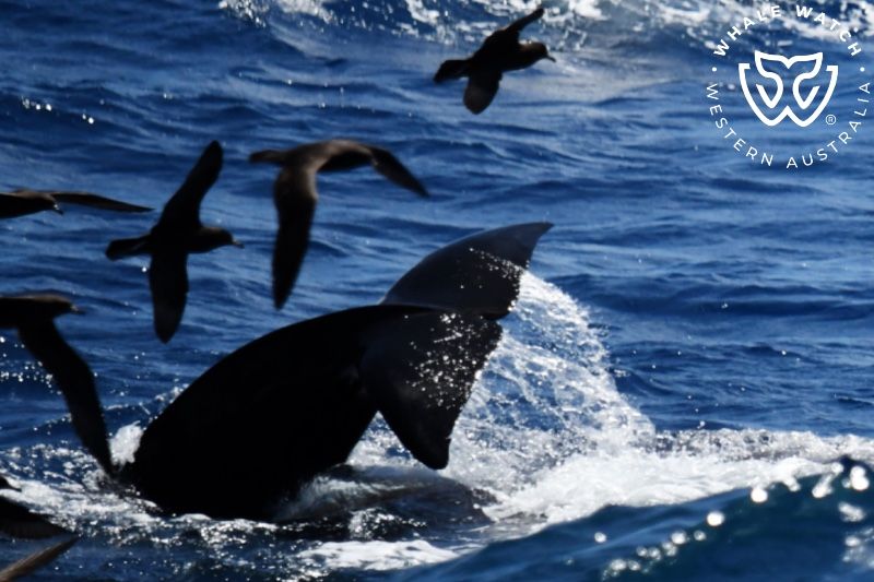 Whale Watch Western Australia