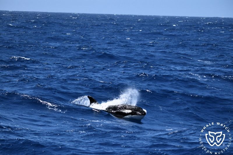 Whale Watch Western Australia