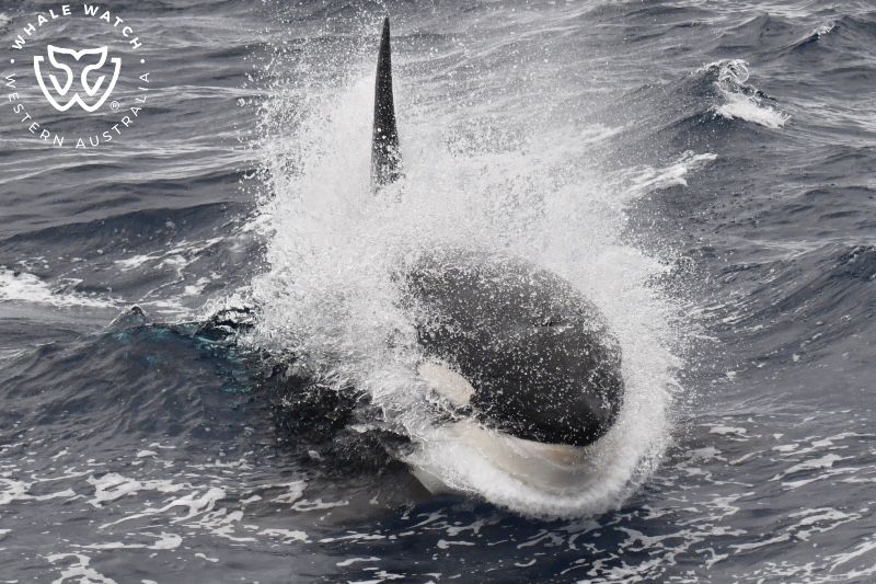 Whale Watch Western Australia
