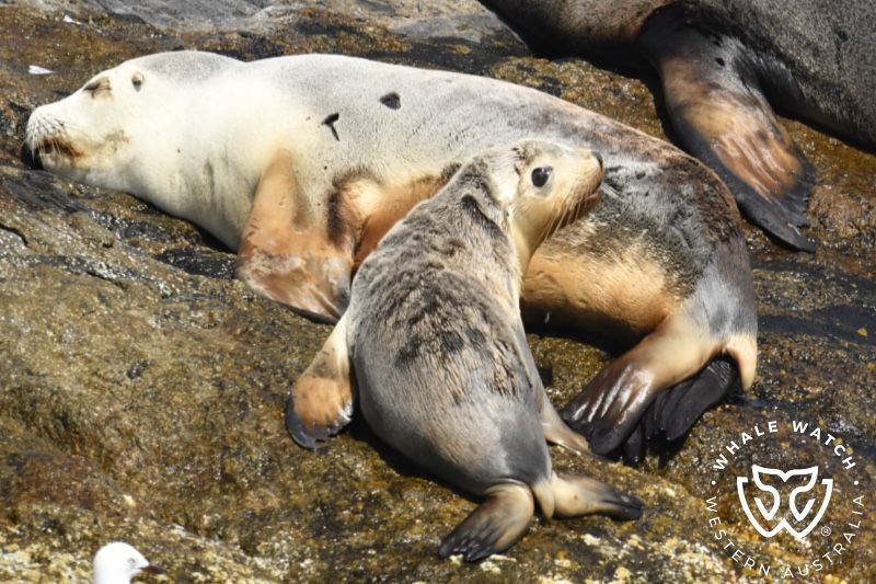 Whale Watch Western Australia