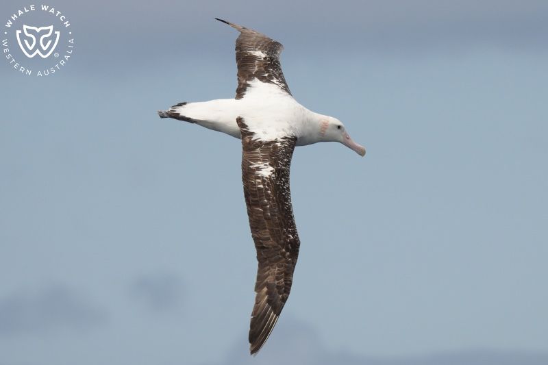 Whale Watch Western Australia