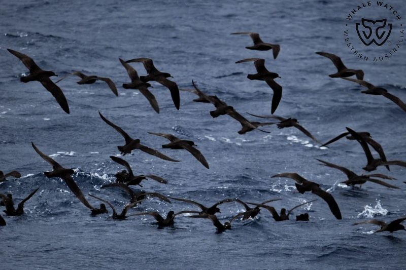 Whale Watch Western Australia