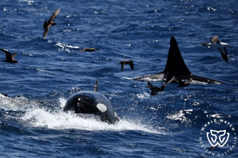 Whale Watch Western Australia