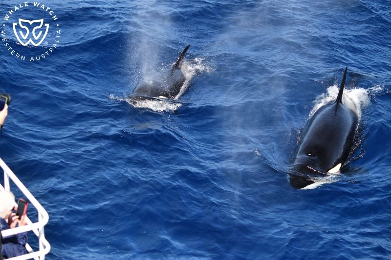 Whale Watch Western Australia