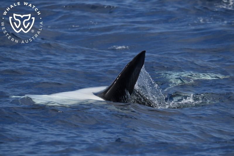 Whale Watch Western Australia