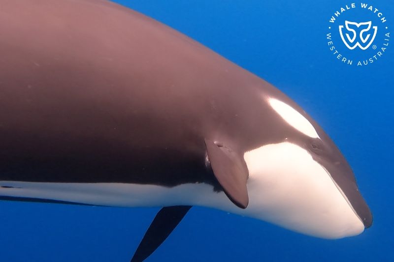 Whale Watch Western Australia