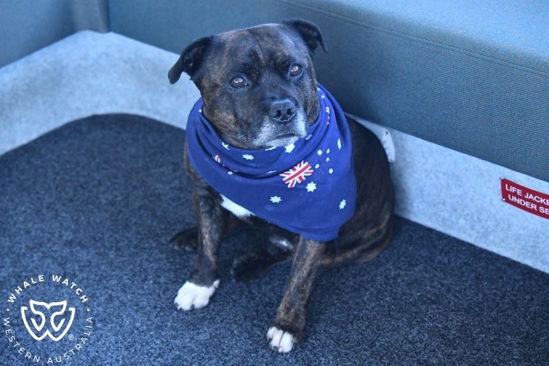 Whale Watch Western Australia