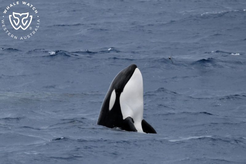 Whale Watch Western Australia