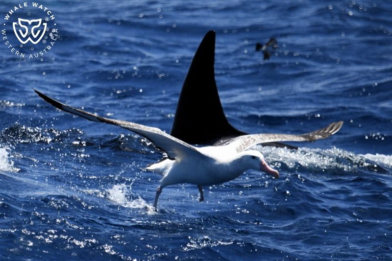 Whale Watch Western Australia
