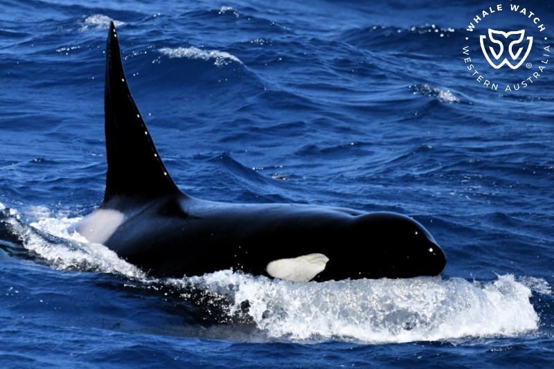 Whale Watch Western Australia