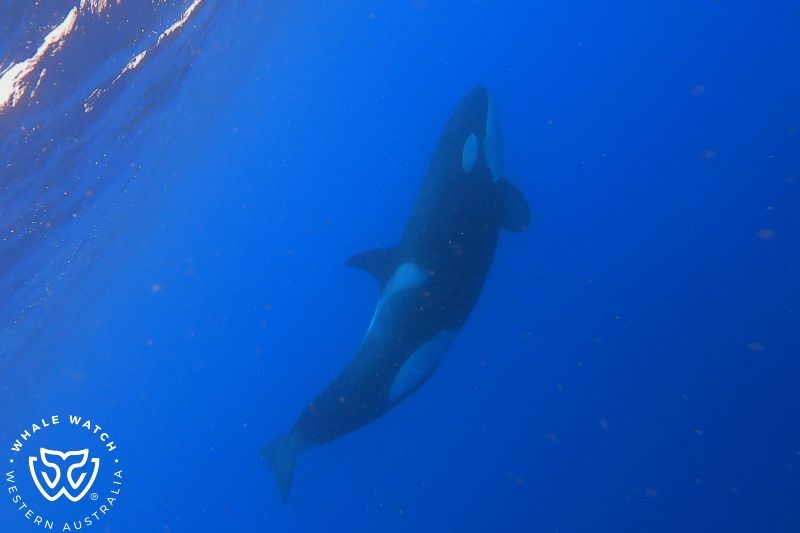 Whale Watch Western Australia