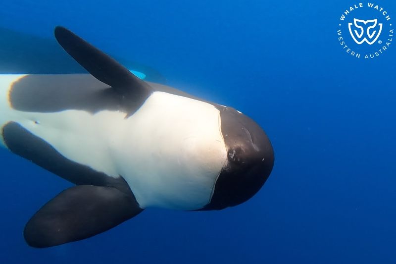 Whale Watch Western Australia