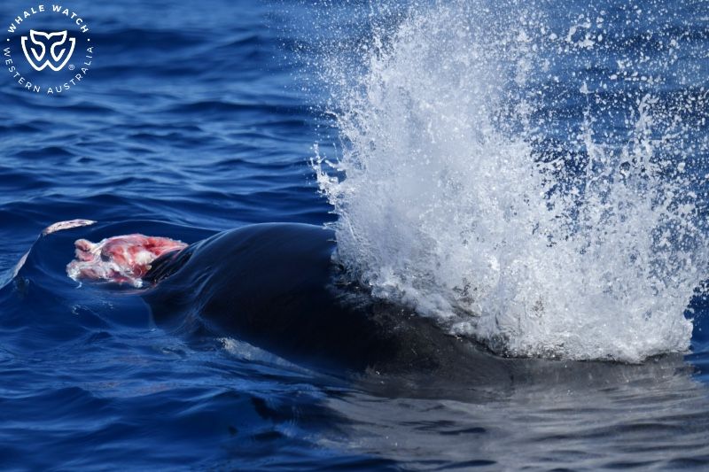 Whale Watch Western Australia