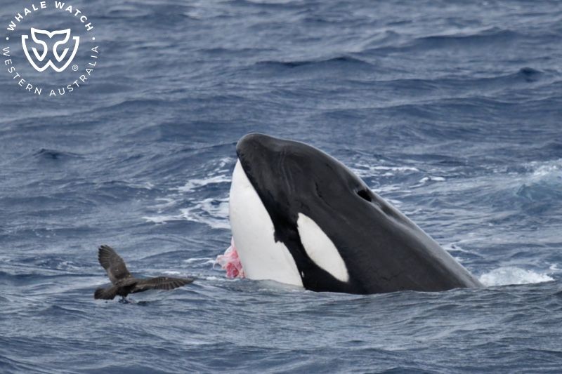 Whale Watch Western Australia