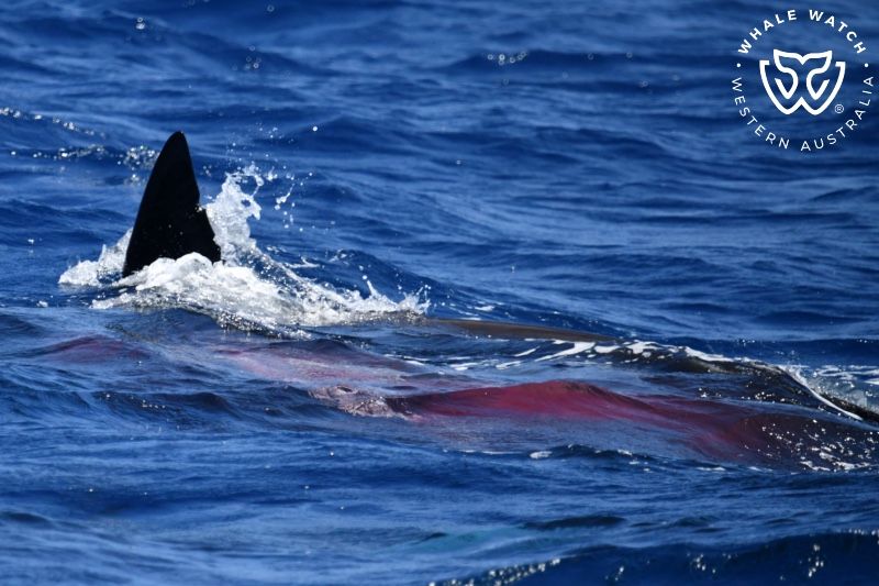 Whale Watch Western Australia