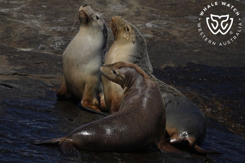 Whale Watch Western Australia