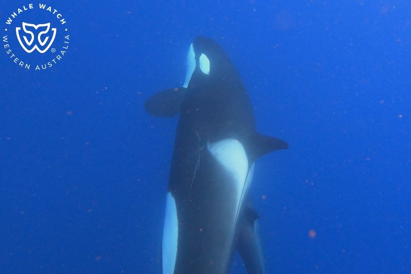 Whale Watch Western Australia