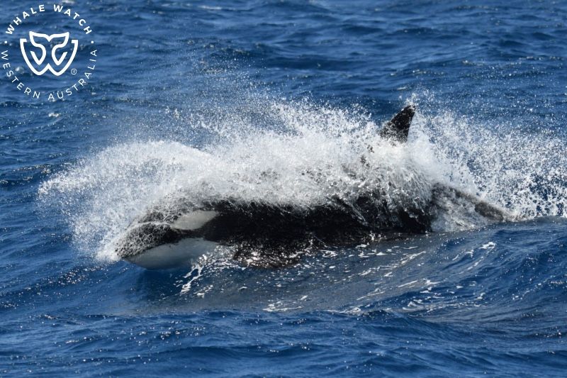 Whale Watch Western Australia
