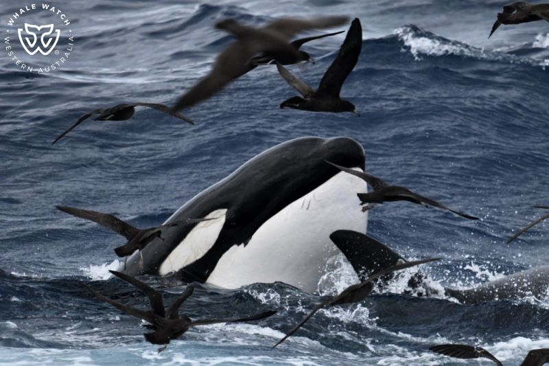 Whale Watch Western Australia