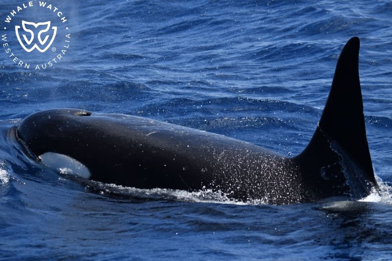 Whale Watch Western Australia