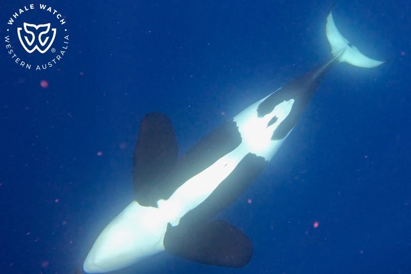 Whale Watch Western Australia