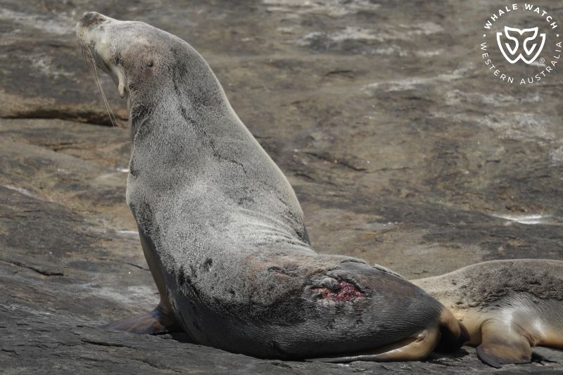 Whale Watch Western Australia