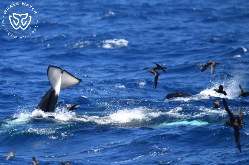 Whale Watch Western Australia
