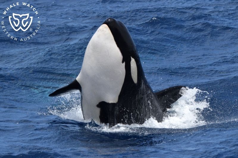 Whale Watch Western Australia