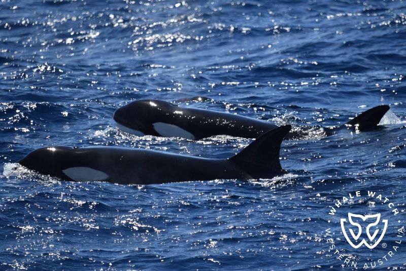 Whale Watch Western Australia