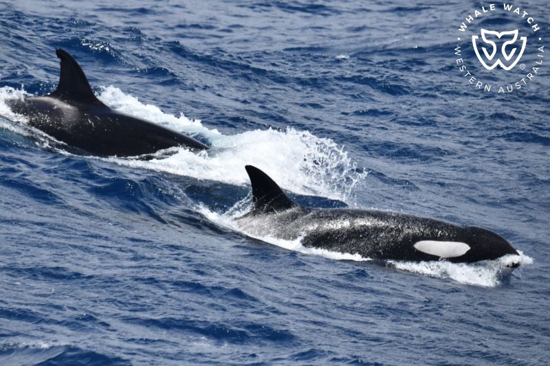 Whale Watch Western Australia