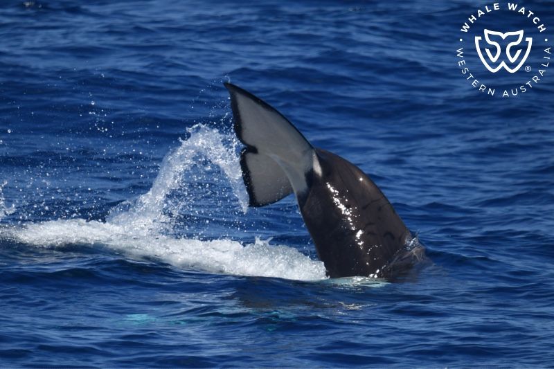 Whale Watch Western Australia