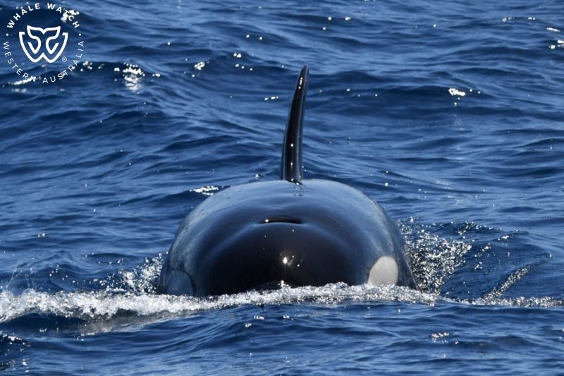 Whale Watch Western Australia