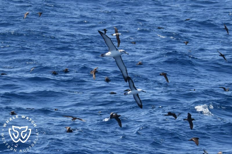 Whale Watch Western Australia