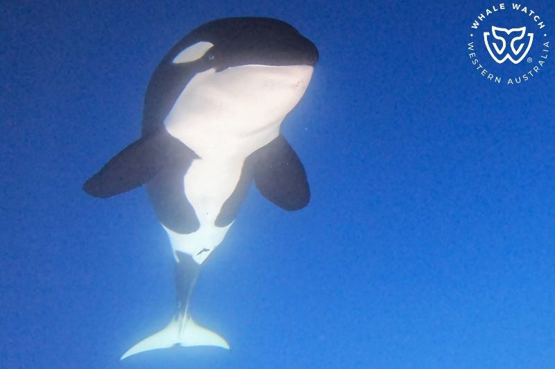 Whale Watch Western Australia