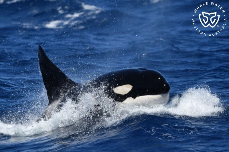Whale Watch Western Australia