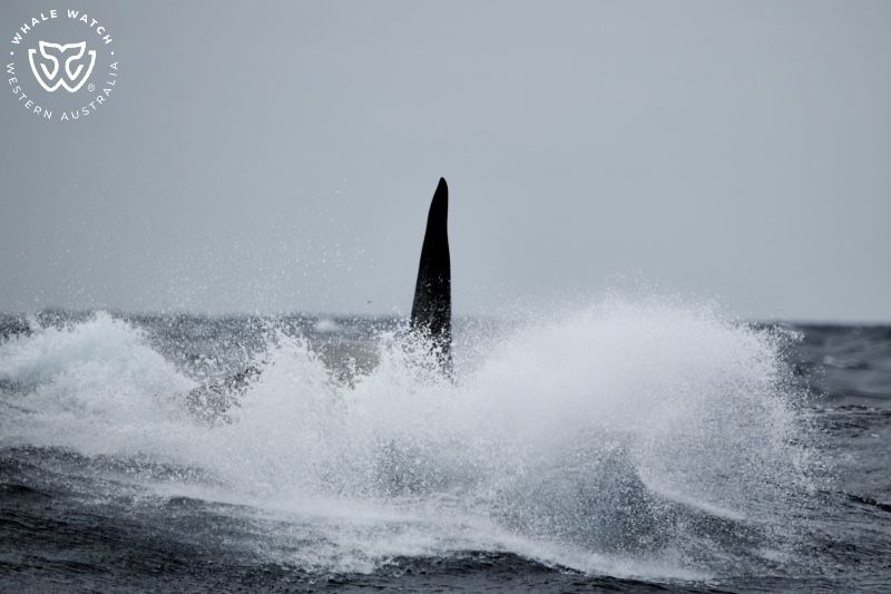 Whale Watch Western Australia