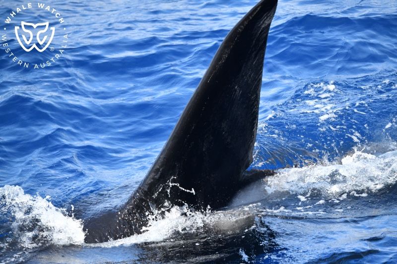 Whale Watch Western Australia